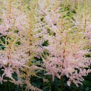 Estratto di Radice di Griffonia Simplicifolia